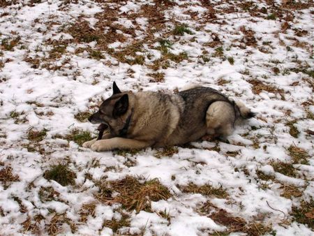 Norwegischer Elchhund Unser Johannes,12 Jahre jung und fit.