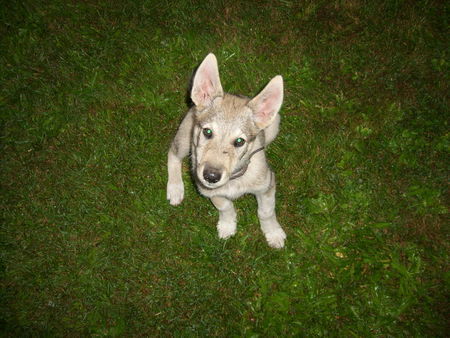 Norwegischer Elchhund Hunde Foto 42692 Norwegischer Elchhund Mexx noch klein
