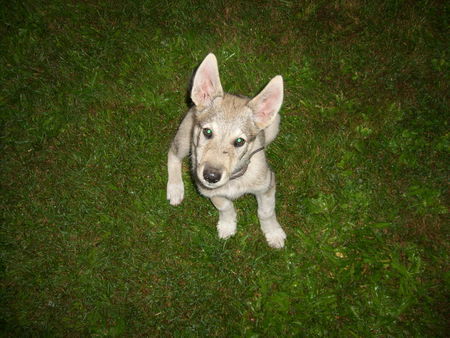 Norwegischer Elchhund Mexx noch klein