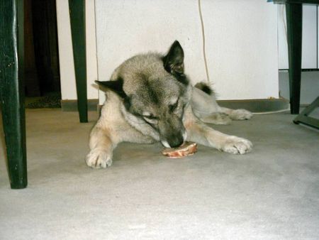 Norwegischer Elchhund Hunde Foto 35334 Norwegischer Elchhund Unser Johannes,12 Jahre jung und fit.