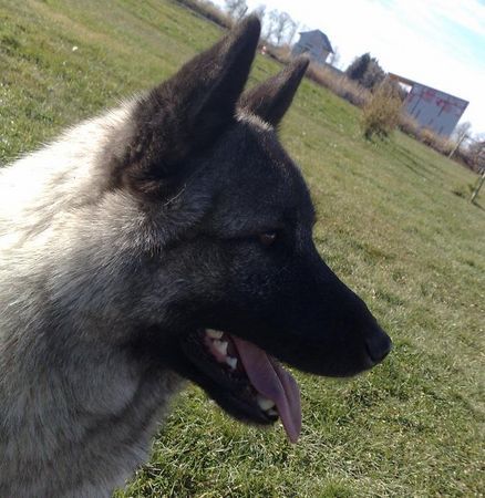 Norwegischer Elchhund Hunde Foto 43509 Norwegischer Elchhund my dog