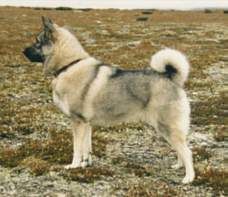 Norwegischer Elchhund Hunde Foto 2193 Norwegischer Elchhund