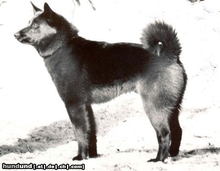 Norwegischer Elchhund Hunde Foto 3699 Norwegischer Elchhund
