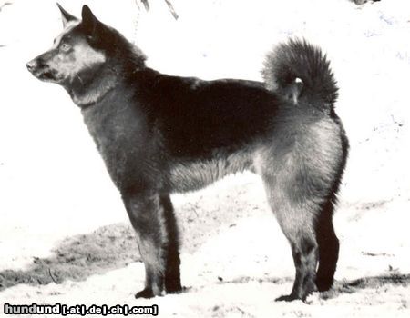 Norwegischer Elchhund