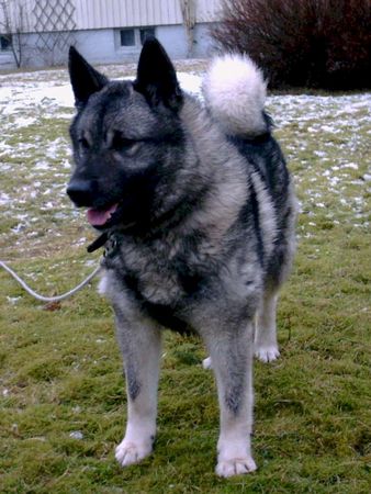 Norwegischer Elchhund Hunde Foto 2194 Norwegischer Elchhund