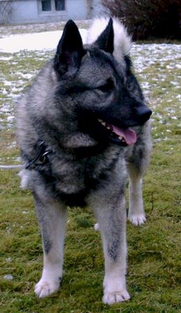 Norwegischer Elchhund Hunde Foto 2195 Norwegischer Elchhund