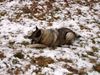 Norwegischer Elchhund Foto: Unser Johannes,12 Jahre jung und fit. (ID 35335) Norwegischer Elchhund Hund