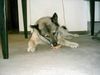 Norwegischer Elchhund Foto: Unser Johannes,12 Jahre jung und fit. (ID 35334) Norwegischer Elchhund Hund