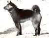 Norwegischer Elchhund Hund