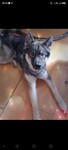 Norwegischer Elchhund, Filou bei mir im Wohnzimmer im Sauerland aufgenomme , Filou bei mir im Wohnzimmer im Sauerland aufgenomme