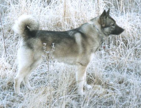 Norwegischer Elchhund Hunde Foto 2192 Norwegischer Elchhund