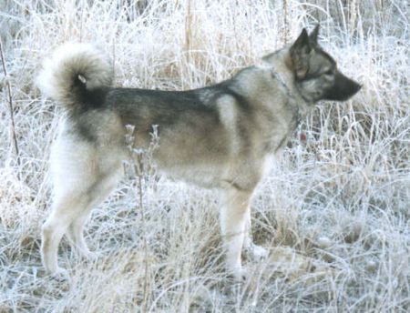 Norwegischer Elchhund