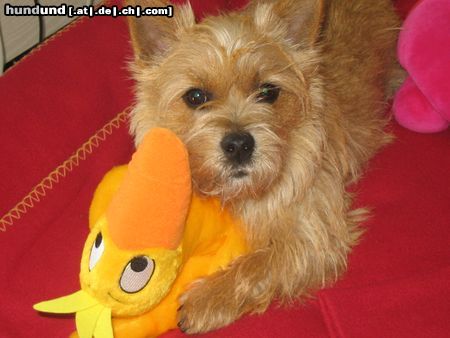 Norwich Terrier Hunde Foto 17097 in höherer Auflösung ansehen Norwich Terrier Mein großer Fang