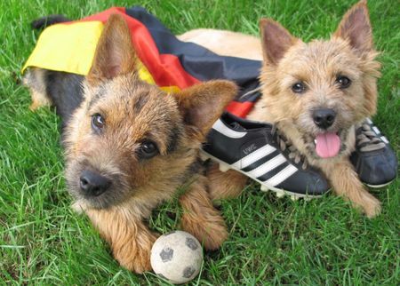 Norwich Terrier Hunde Foto 42070 Norwich Terrier EM-Fieber! Anpfiff für Hilde & Curd...Österreich/Schweiz wir kommen!!!