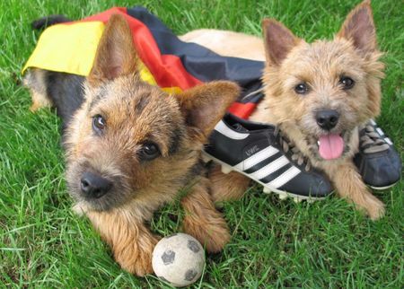 Norwich Terrier EM-Fieber! Anpfiff für Hilde & Curd...Österreich/Schweiz wir kommen!!!