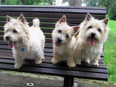 Norwich Terrier ABRAXAS Norwich Terrier: Weizentrio