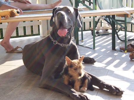 Norwich Terrier Lena und Floh