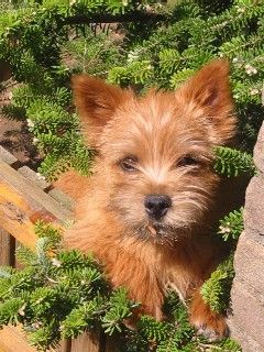 Norwich Terrier Cassandra Star of the Wild Witches