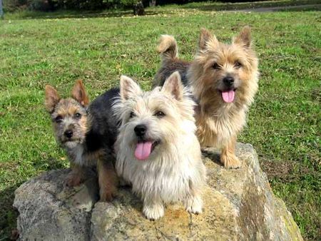 Norwich Terrier Familie E.T.Moon