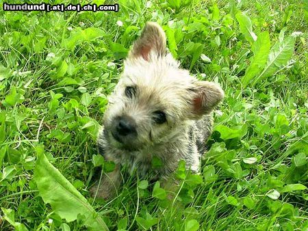 Norwich Terrier Abraxas Apollinaris, 8 Wochen alt