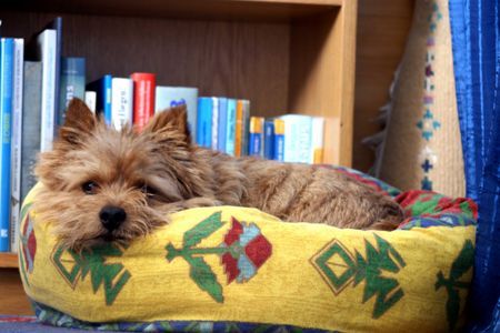 Norwich Terrier Hunde Foto 41190 Norwich Terrier Büroschlaf