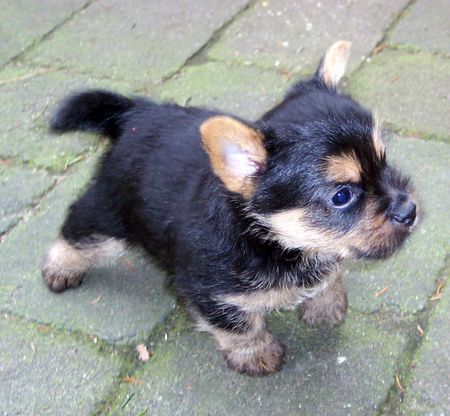 Norwich Terrier Hunde Foto 37485 Norwich Terrier Der kleine Nils 5 Wochen