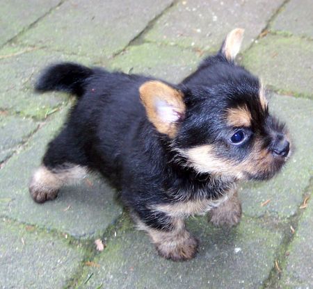 Norwich Terrier Der kleine Nils 5 Wochen