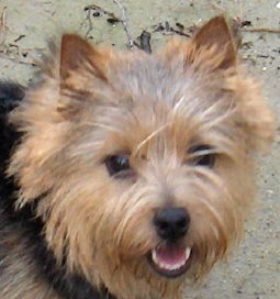 Norwich Terrier Habitat's Bewitched Belle