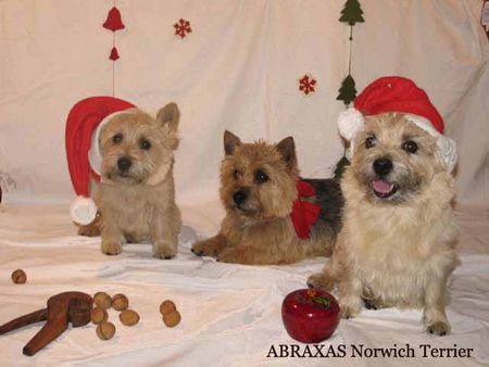 Norwich Terrier Frohe Weihnachten und ein gutes neues Jahr!