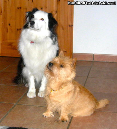 Norwich Terrier Hunde Foto 46354 in höherer Auflösung ansehen Norwich Terrier Beste Freunde!