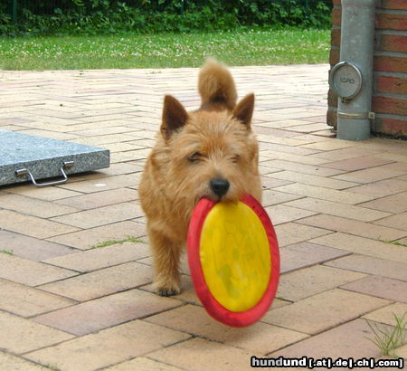 Norwich Terrier Süßer!