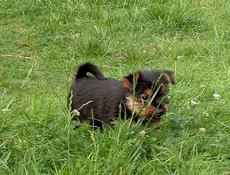 Norwich Terrier Hunde Foto 41191 Norwich Terrier Das Gras ist soooo hoch