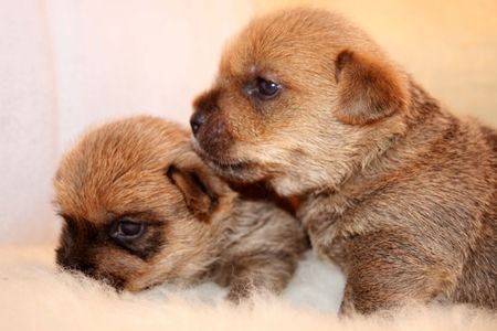 Norwich Terrier Hunde Foto 41192 Norwich Terrier Kuscheln ist angesagt!