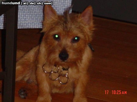 Norwich Terrier Hunde Foto 23532 Norwich Terrier