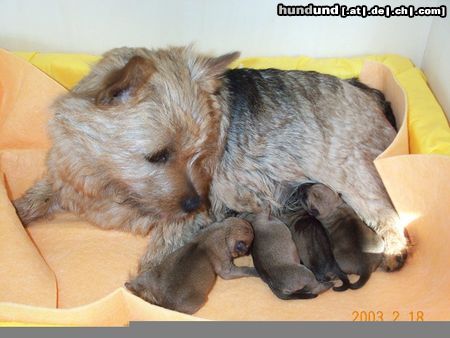 Norwich Terrier Hunde Foto 6947 Norwich Terrier Blümchens erster Wurf
