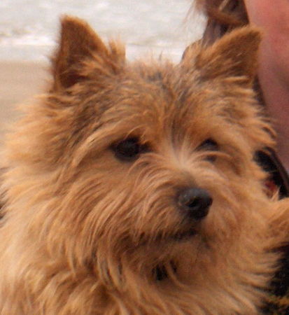 Norwich Terrier Mme Mim of the Wild Witches