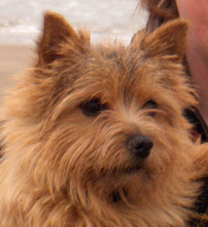 Norwich Terrier Hunde Foto 39770 Norwich Terrier Mme Mim of the Wild Witches