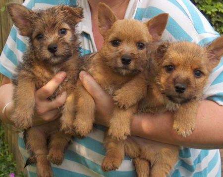 Norwich Terrier Hunde Foto 39773 in höherer Auflösung ansehen Norwich Terrier Habitat\'s Bewitched Belle
