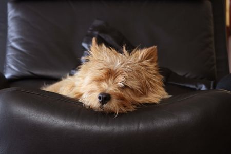 Norwich Terrier Hier schläft der Chef, sieht man doch, oder?