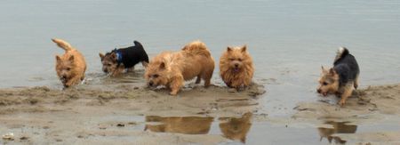 Norwich Terrier Hunde Foto 39774 in höherer Auflösung ansehen Norwich Terrier Sommerspass