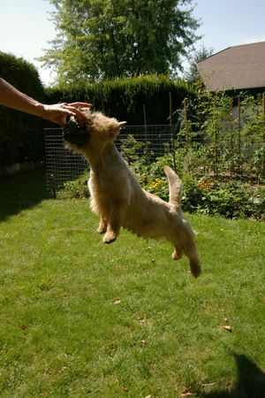 Norwich Terrier Jumping Max!