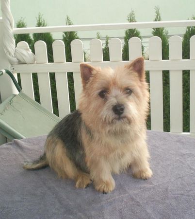 Norwich Terrier Juvina von den zwei Eichen