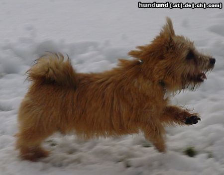 Norwich Terrier Hunde Foto 2887 Norwich Terrier