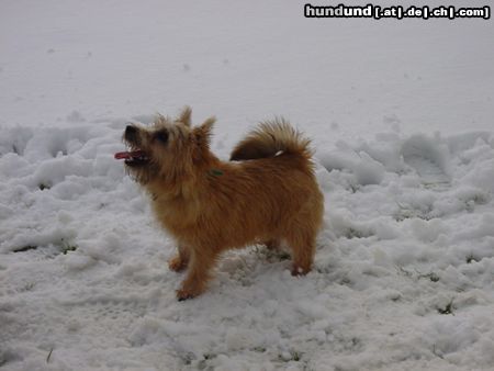 Norwich Terrier Hunde Foto 2888 Norwich Terrier