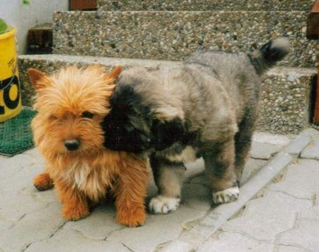 Norwich Terrier Hunde Foto 34061 in höherer Auflösung ansehen Norwich Terrier Rüde und Hündin