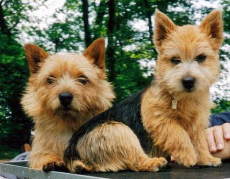 Norwich Terrier Hunde Foto 34060 in höherer Auflösung ansehen Norwich Terrier Rüde und Hündin