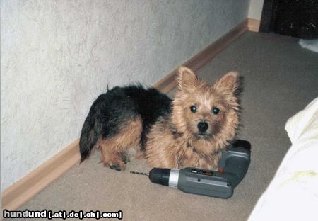 Norwich Terrier Hunde Foto 6130 Norwich Terrier Ich möchte auch mal bohren