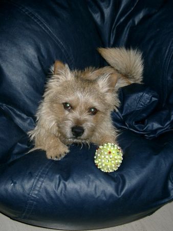 Norwich Terrier Hunde Foto 27193 Norwich Terrier Unser Max - ohne Bällchen geht gar nichts!