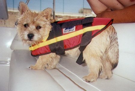 Norwich Terrier Max ahoi! Ohne unseren Schiffshund laufen wir nie aus