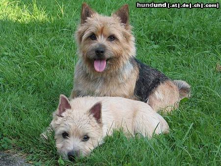 Norwich Terrier Hunde Foto 26213 Norwich Terrier ABRAXAS Norwich Terrier:Mutter & Kind